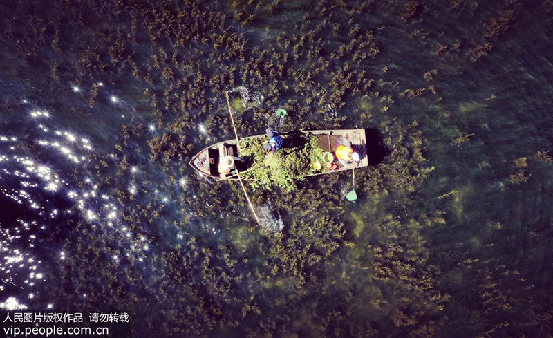 参加活动的志愿者正与大理市大理镇滩地管理员在洱海打捞水草。